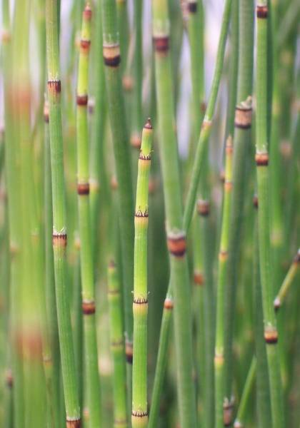 Pack 3 Equisetum 60 cm