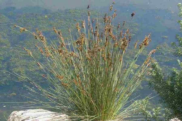 pack 3 Junquillos (Juncus-Acutus)