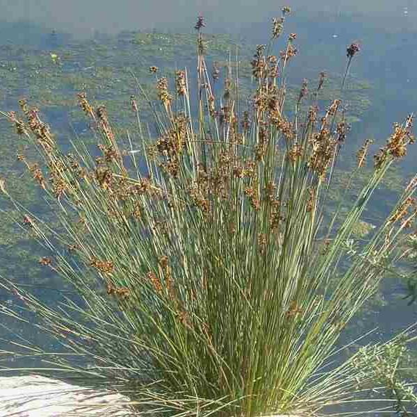 pack 3 Junquillos (Juncus-Acutus)