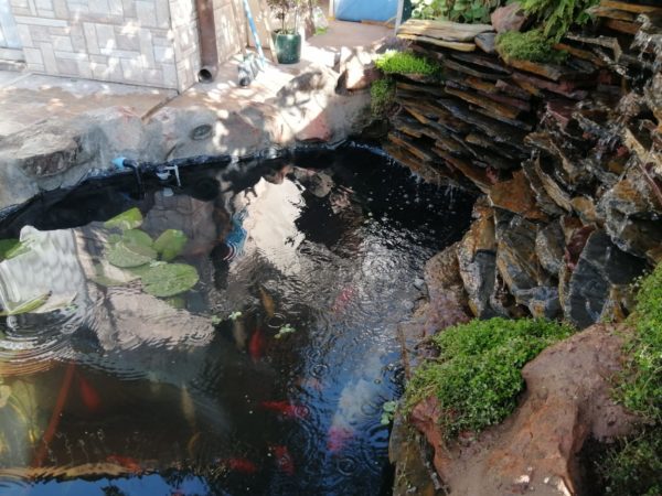 ESTANQUE PARA PECES KOI 3000L - Imagen 6