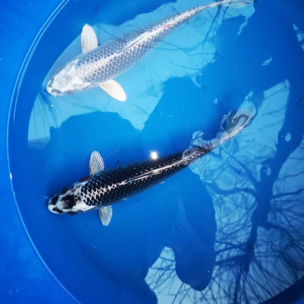 Pez koi matsuba 18 a 22 cm importados