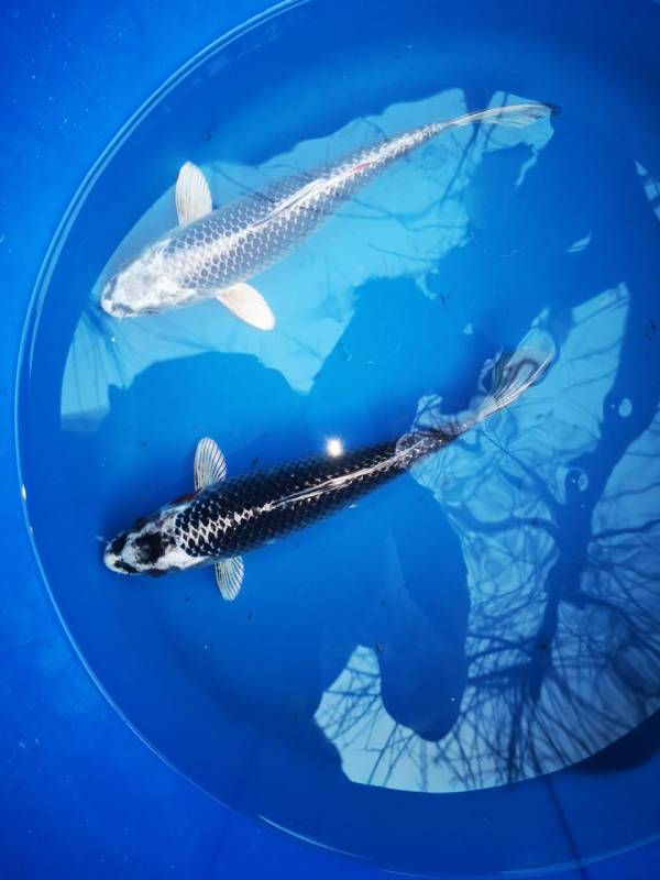 Pez koi matsuba 18 a 22 cm importados