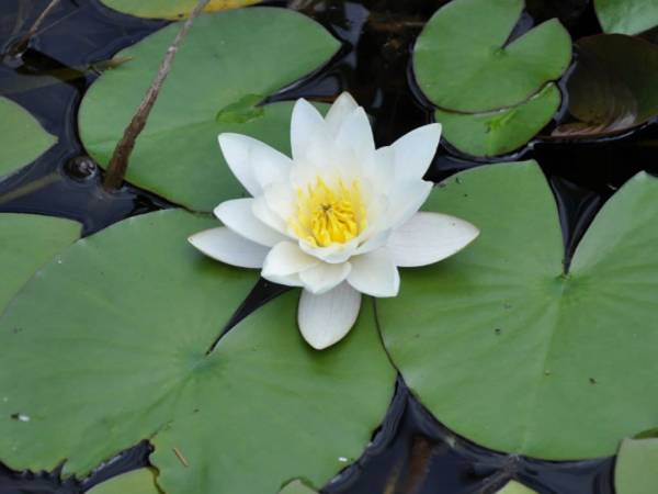 Nenúfar blanco (a pedido)