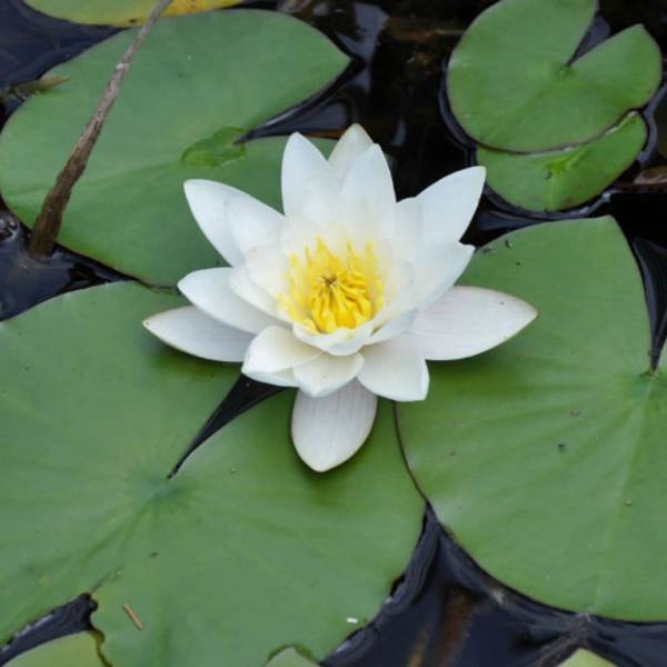 Nenúfar blanco (a pedido)