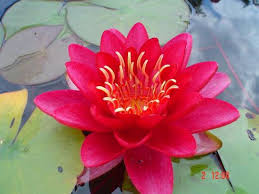 Nenufar Rojo(35 cm) (a pedido)