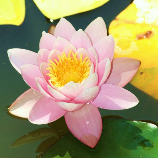 Nenufar Rosa  (A pedido)