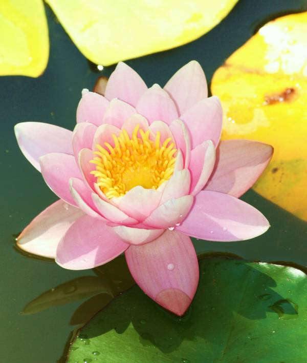 Nenufar Rosa  (A pedido)
