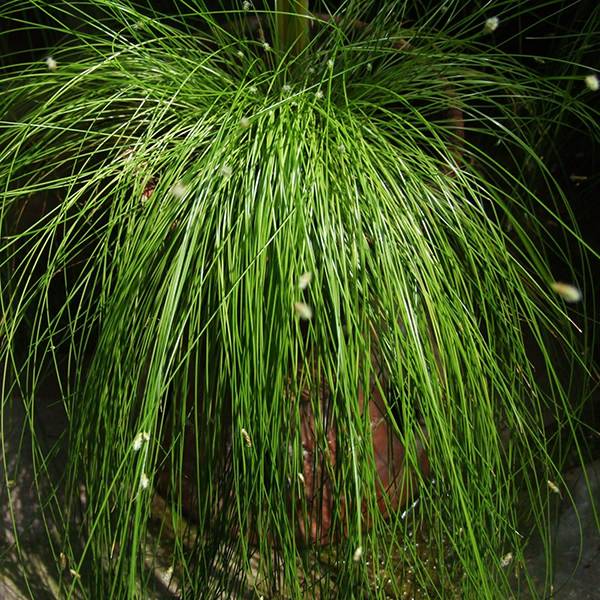Isolepis sp