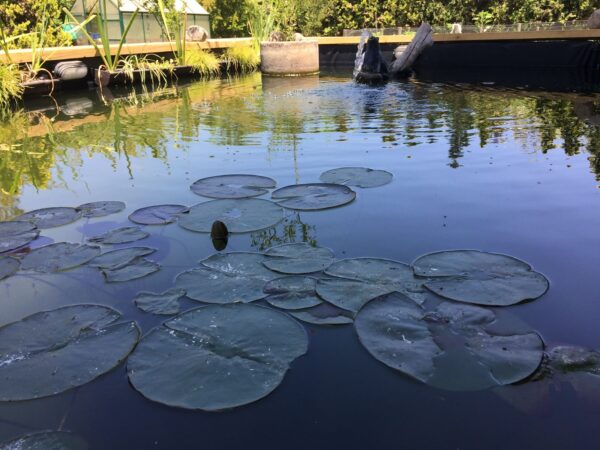 ESTANQUE ORNAMENTAL  6000L - Imagen 3