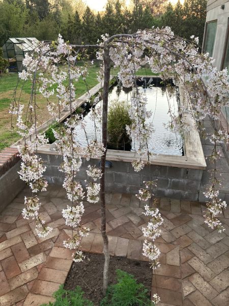 ARTE Y JARDINERÍA : Proyecto de un jardín acuático. Construcción de un  estanque