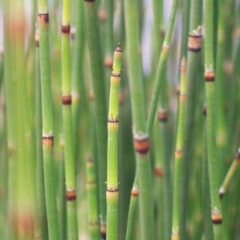 equisetum equisetum