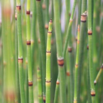 equisetum