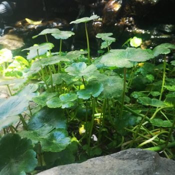 hidrocotyle bulgaris hidrocotyle bulgaris