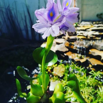 jacinto en flor